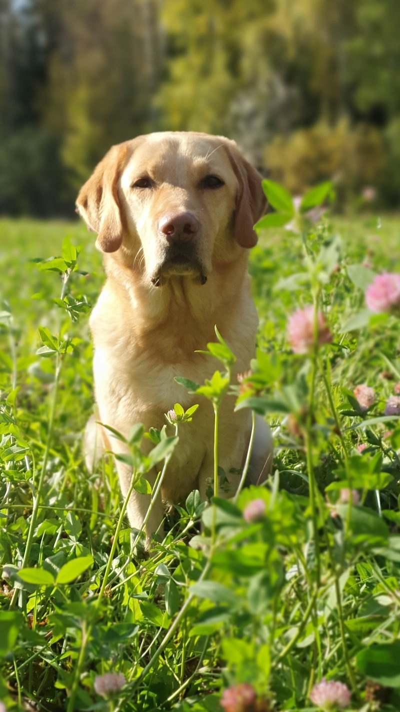 Bobo, labradorinnoutaja