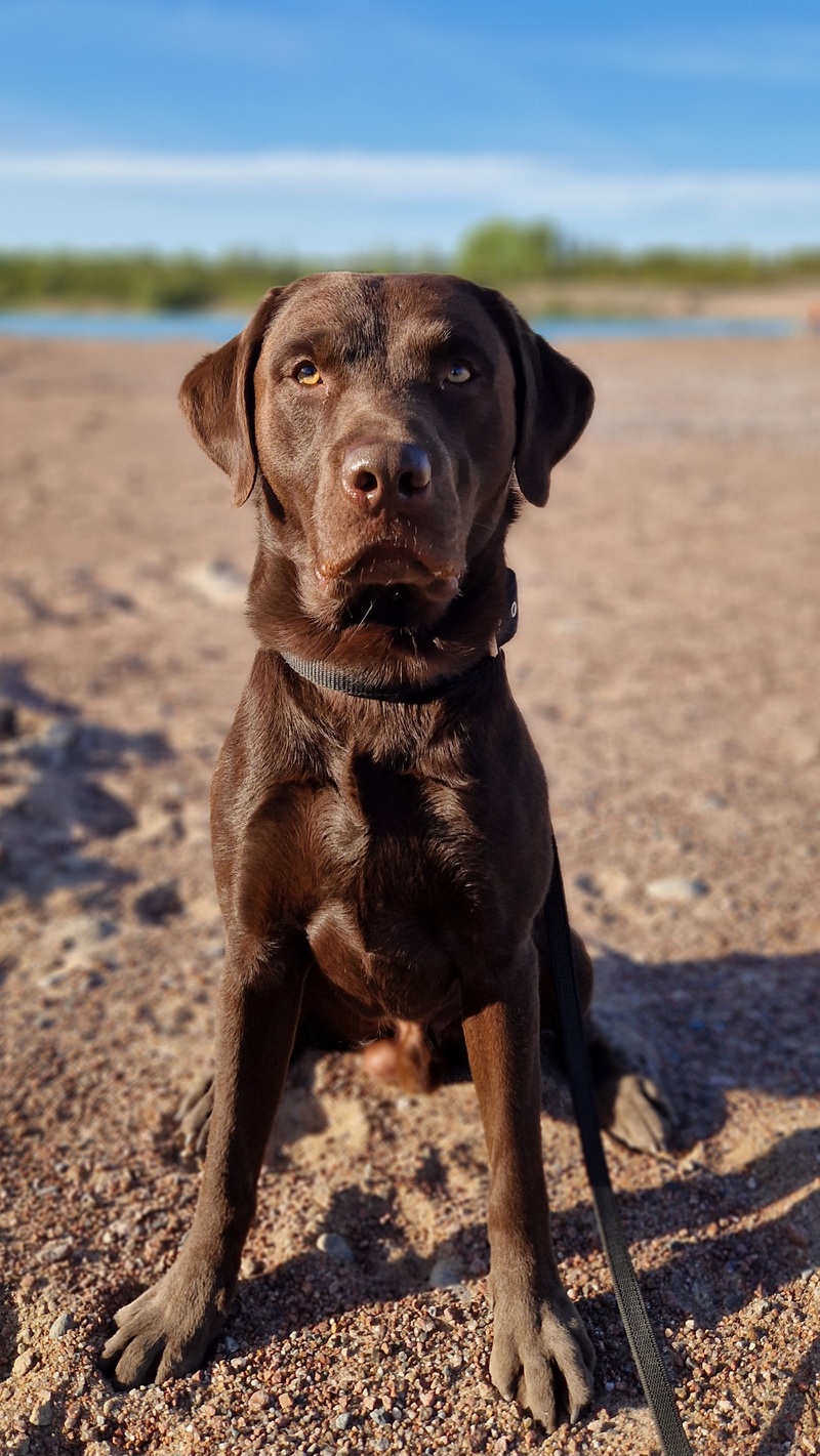 Aisu, labradorinnoutaja